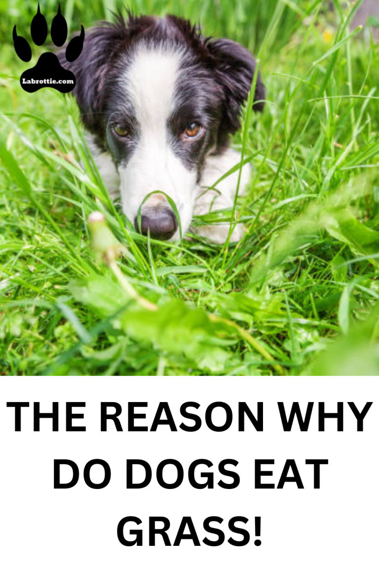 View of Why Do Dogs Eat Grass? | Labrottie