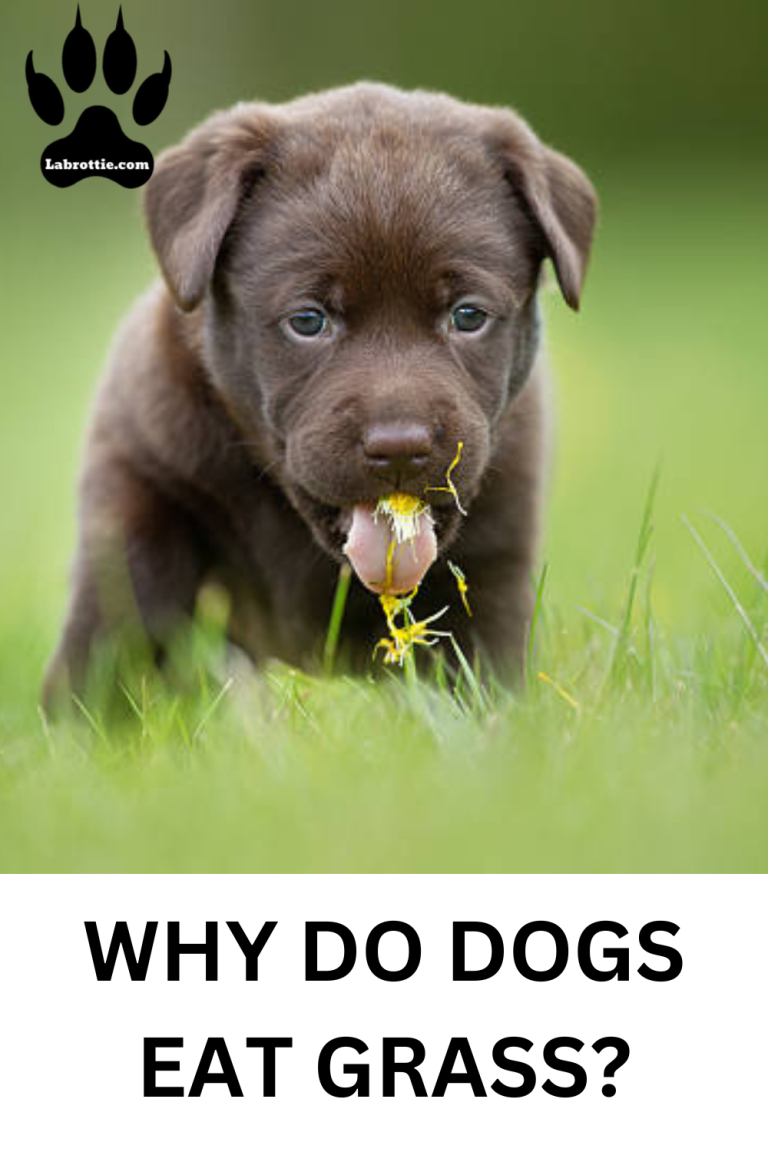 Why Do Dogs Eat Grass? Labrottie