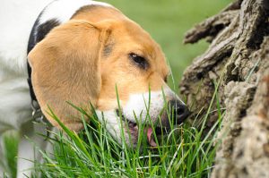 Picture of Why Do Dogs Eat Grass? | Labrottie
