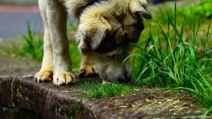 Image showcasing Why Do Dogs Eat Grass and Vomit | Labrottie