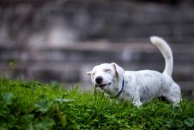 A closer look at Labrador Anxiety Causing Excessive Grass Eating