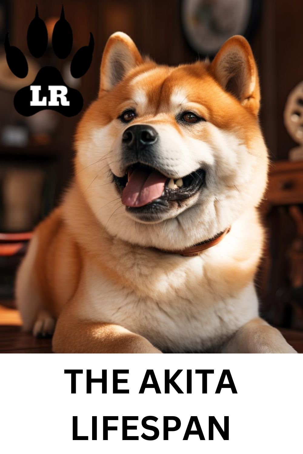 Akita Dog Lifespan How Long Do They Live? Labrottie